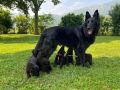 Cuccioli pastore belga groenendael